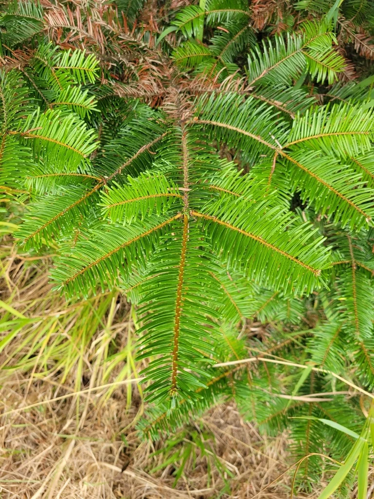 Abies Grandis