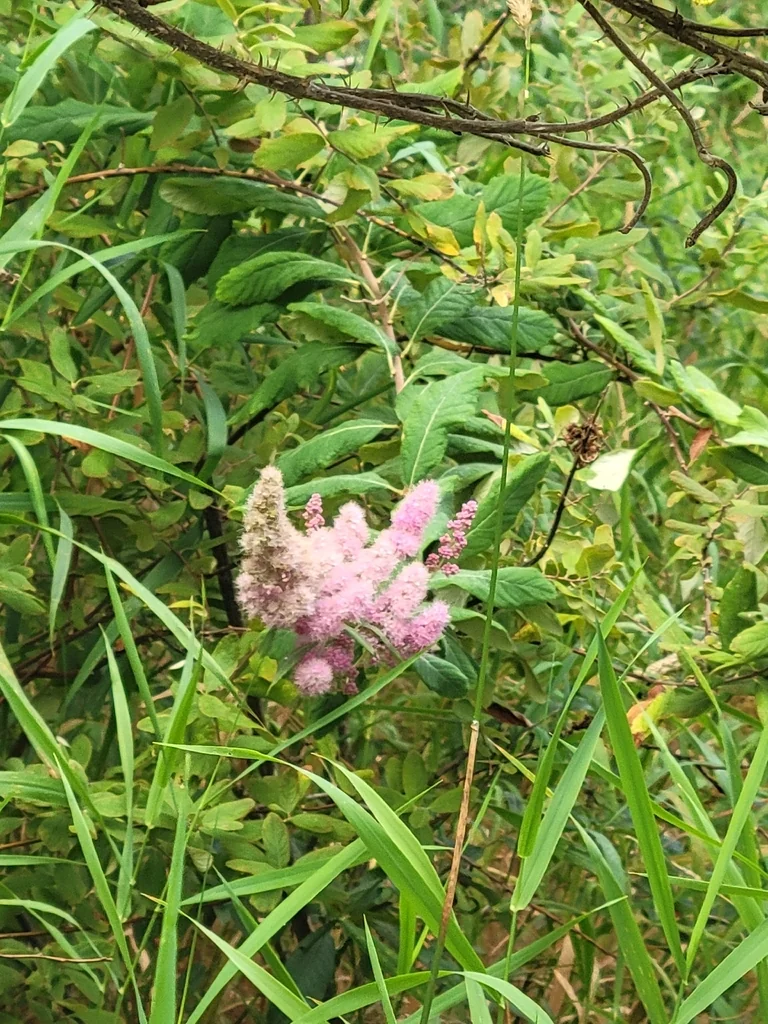 Spiraea Douglasii