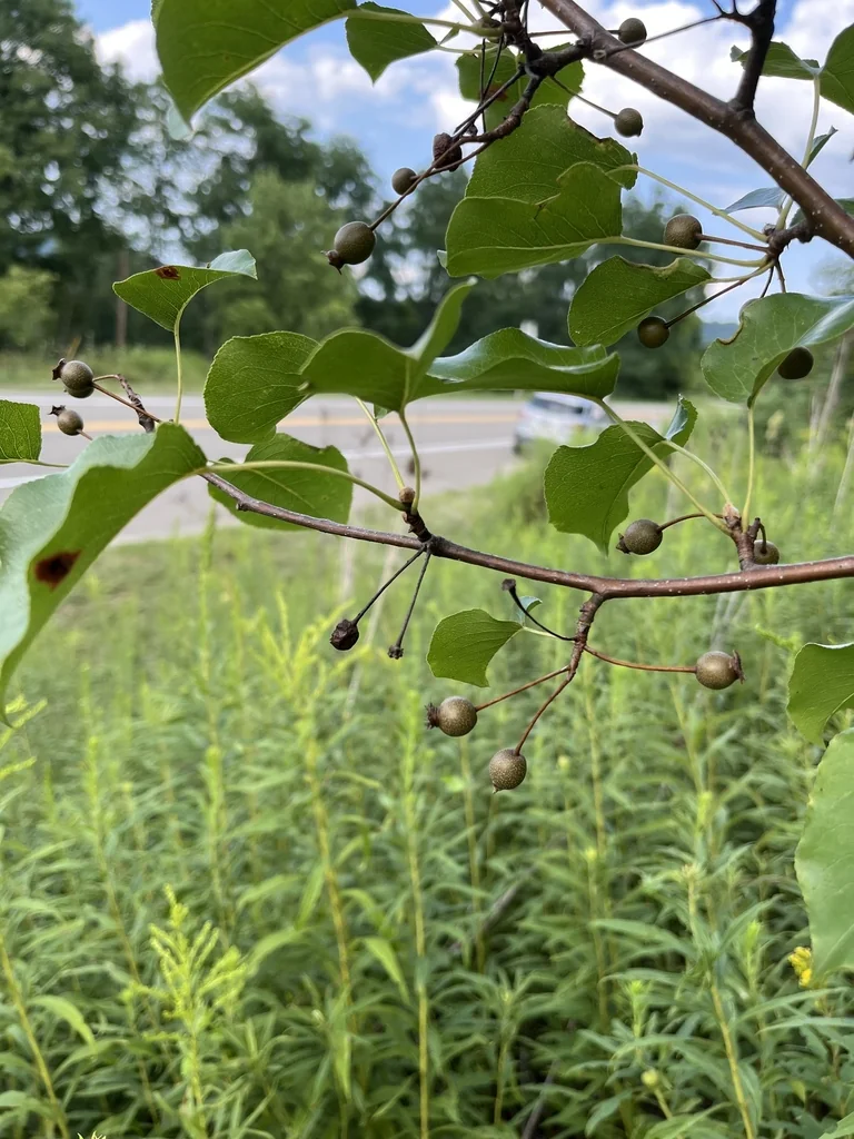 Pyrus Calleryana