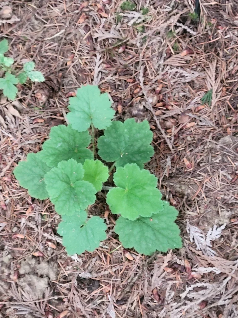 Tellima Grandiflora