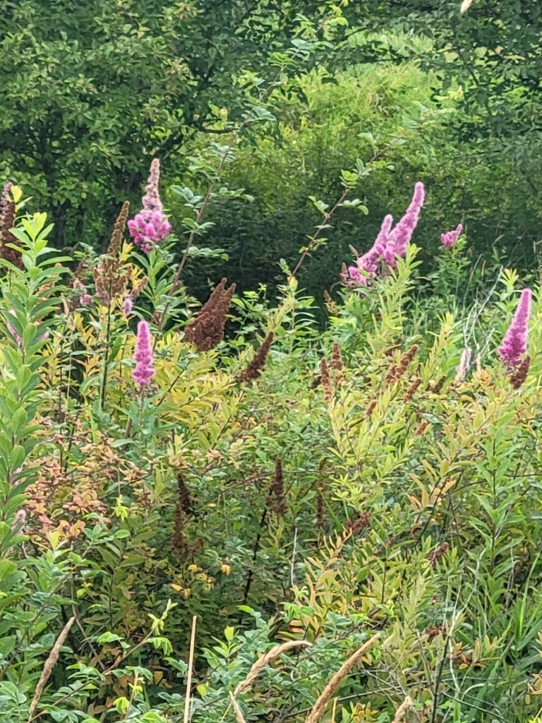 Spiraea Douglasii