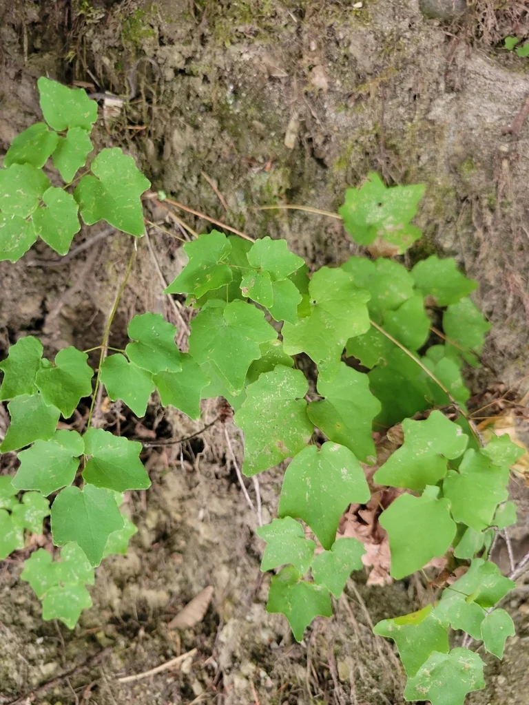 Vancouveria Hexandra