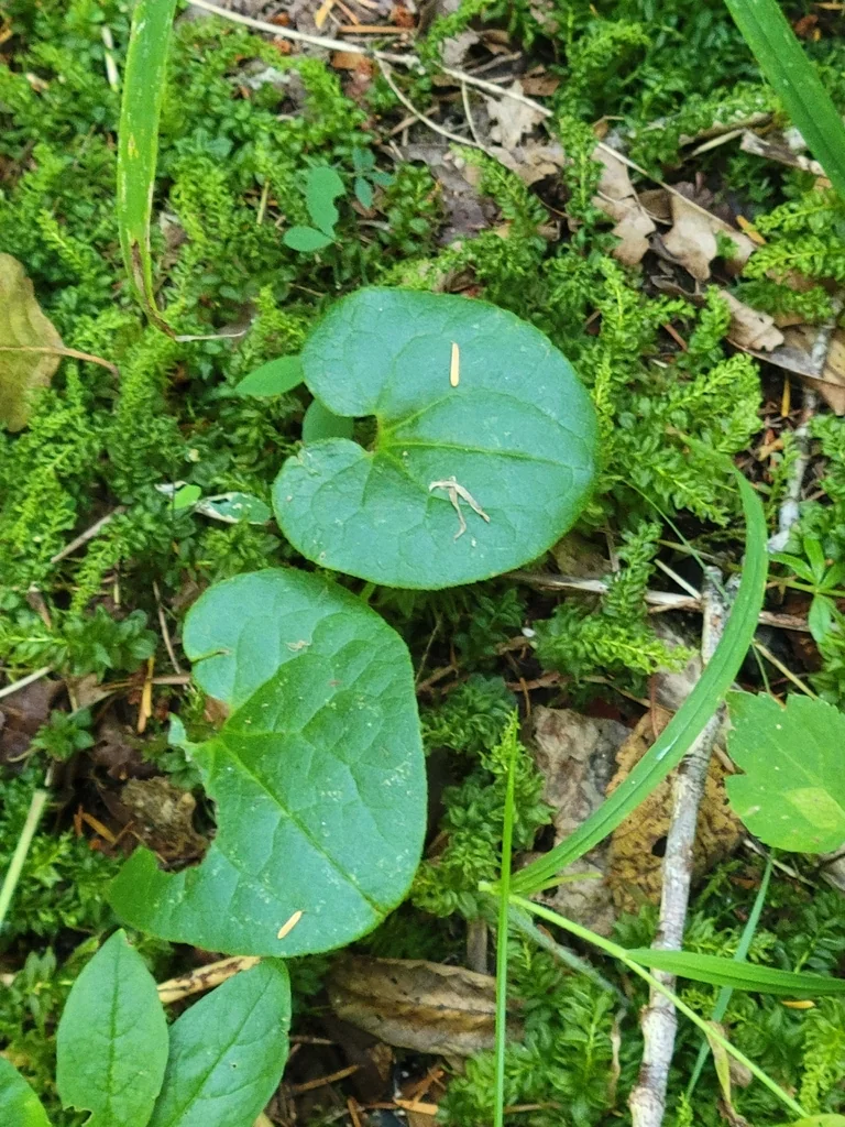 Asarum Caudatum
