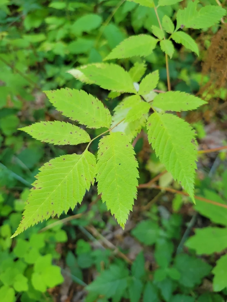 Aruncus Dioicus
