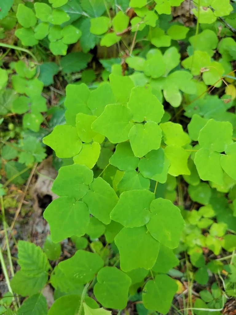 Vancouveria Hexandra