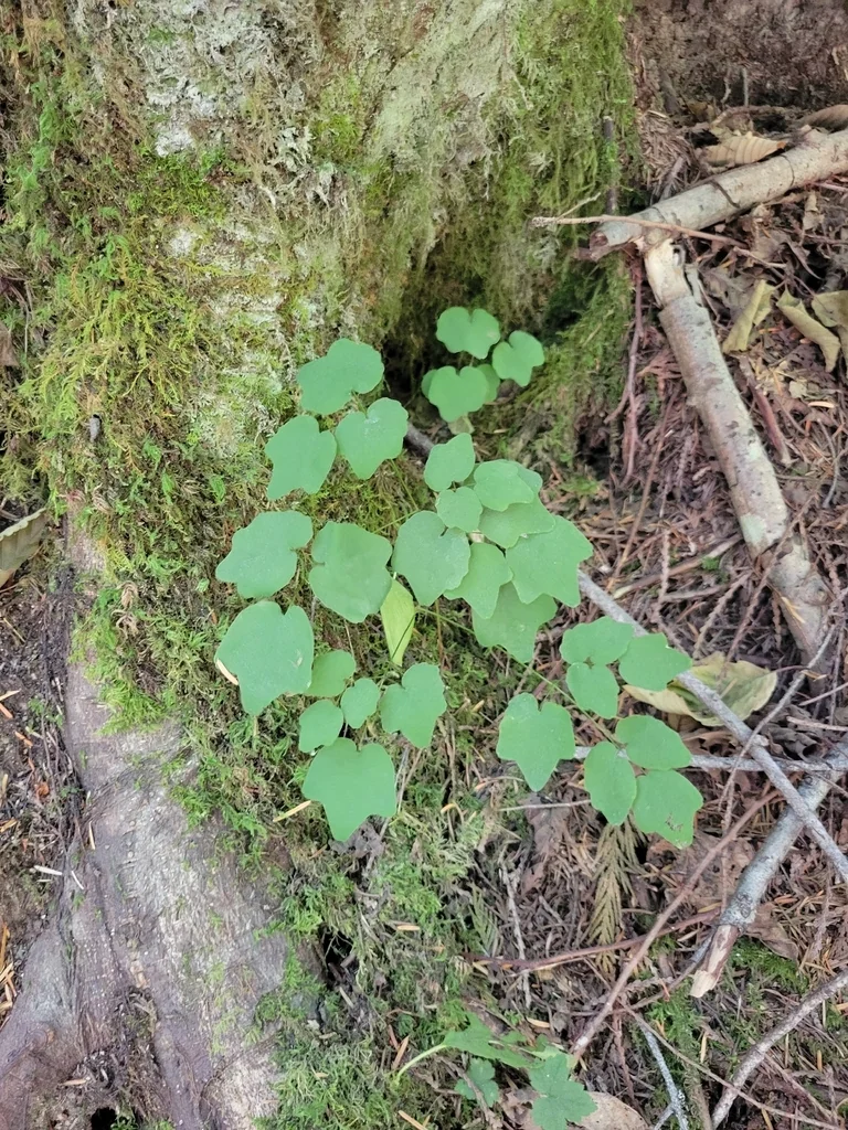 Vancouveria Hexandra