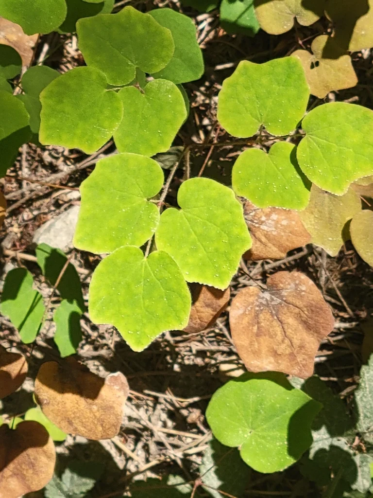 Vancouveria Hexandra