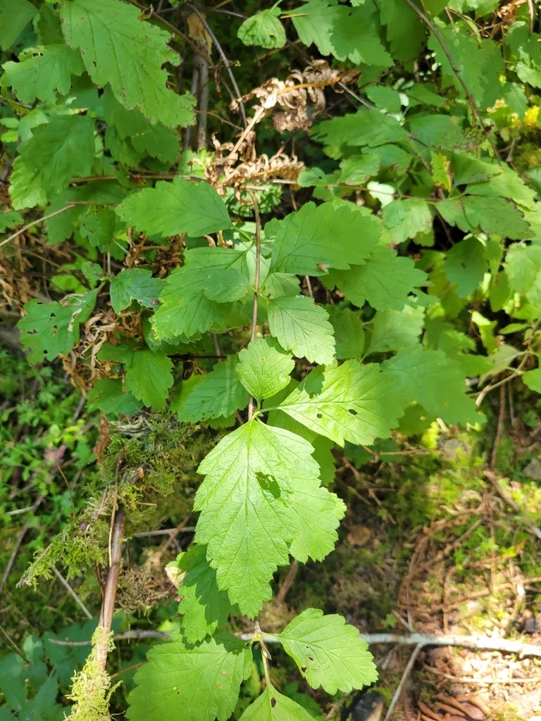 Holodiscus Discolor