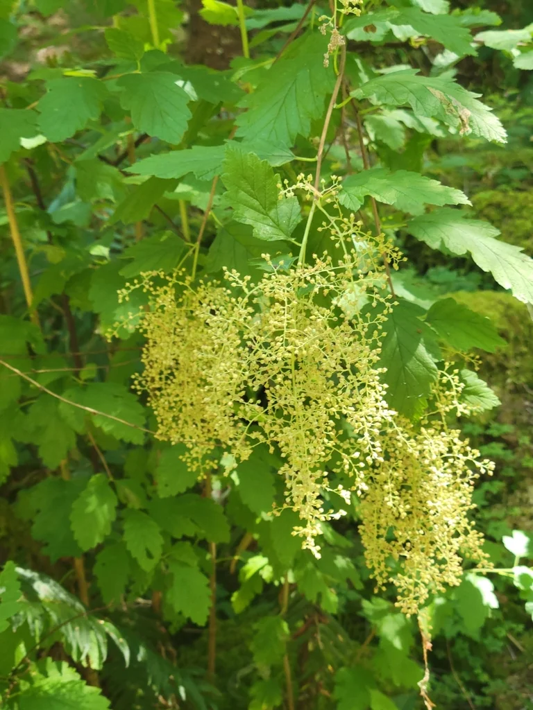 Holodiscus Discolor