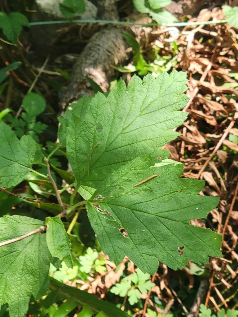Holodiscus Discolor