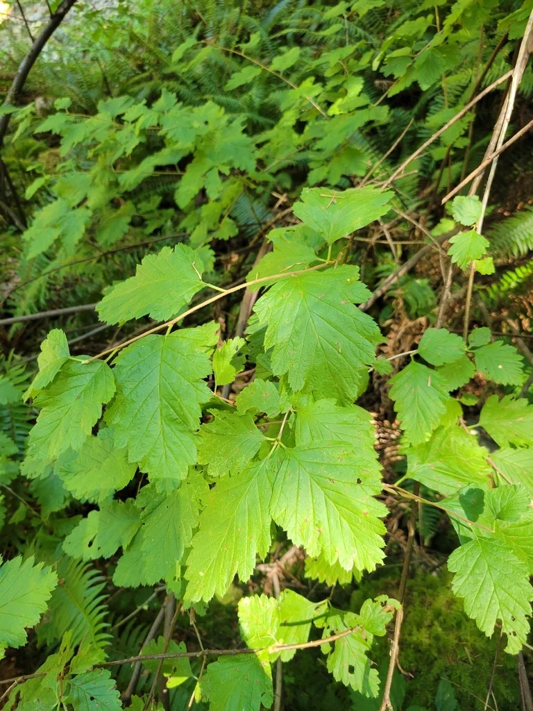 Holodiscus Discolor