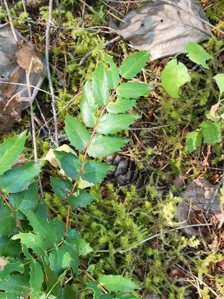 Berberis Nervosa