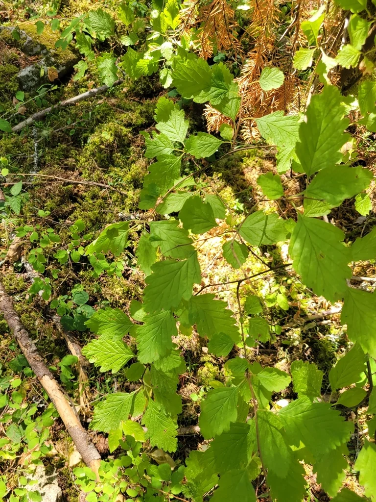 Holodiscus Discolor