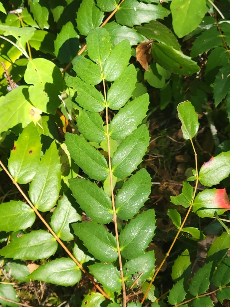 Berberis Nervosa
