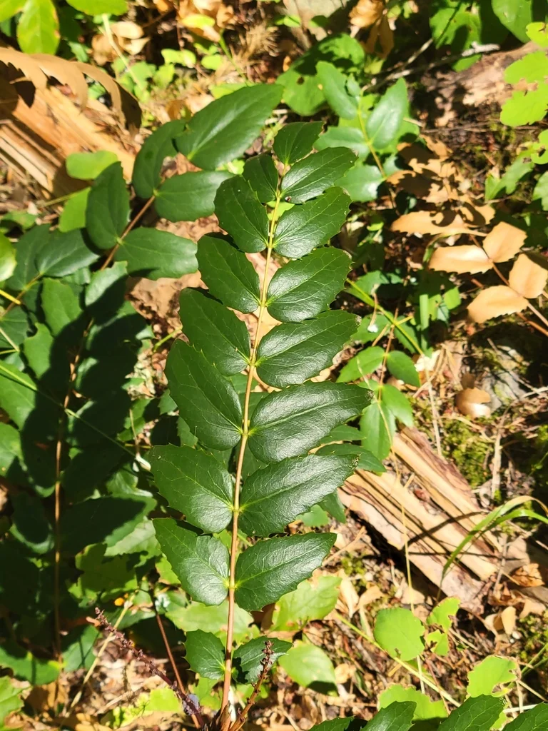 Berberis Nervosa
