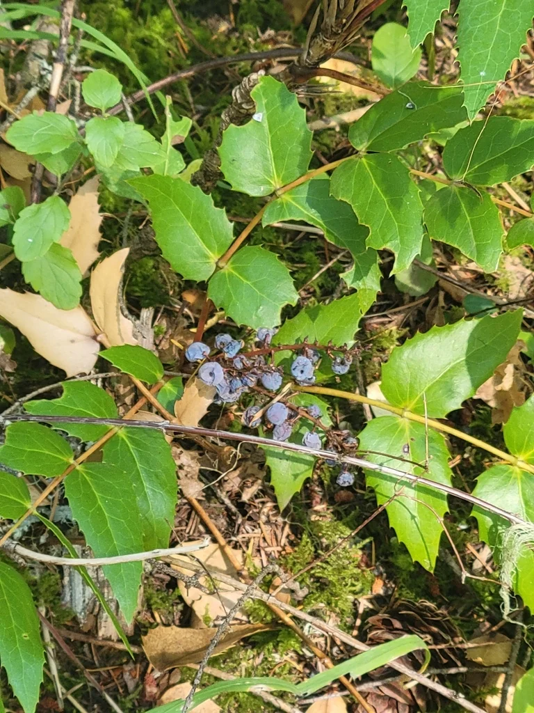 Berberis Nervosa