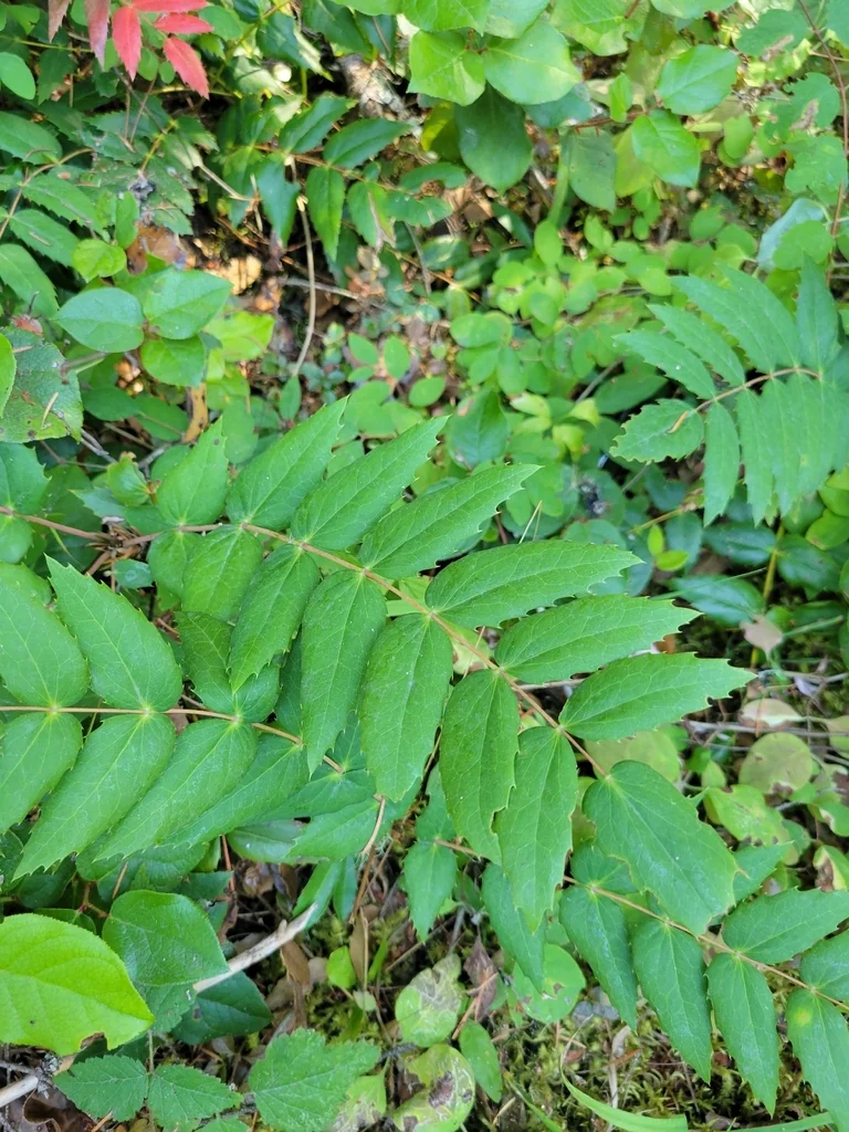 Berberis Nervosa