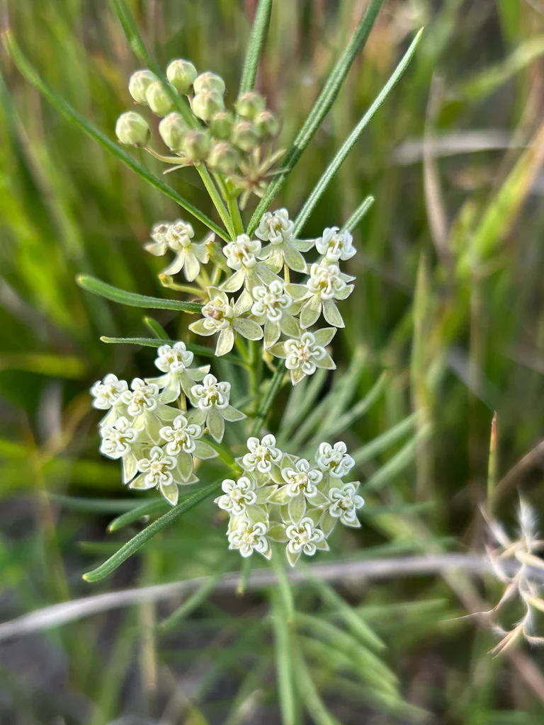 Asclepias Verticillata