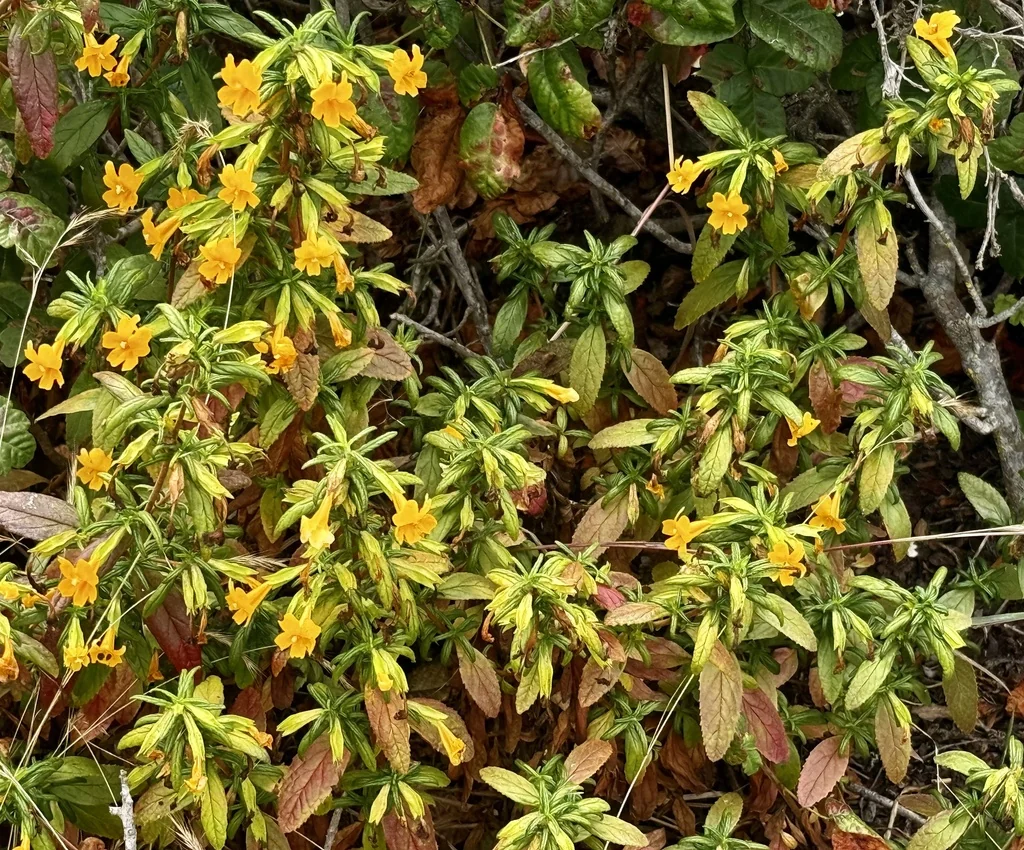 Mimulus Aurantiacus