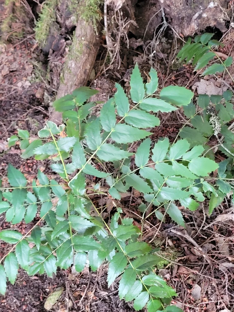 Berberis Nervosa
