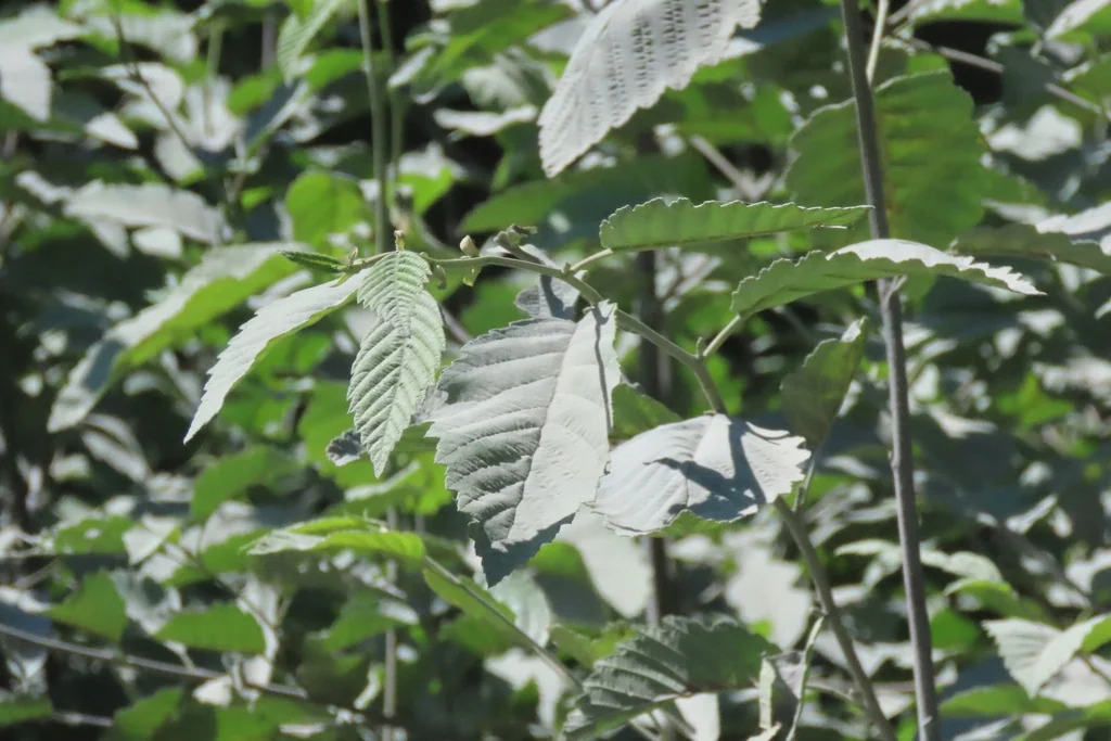 Alnus Rubra