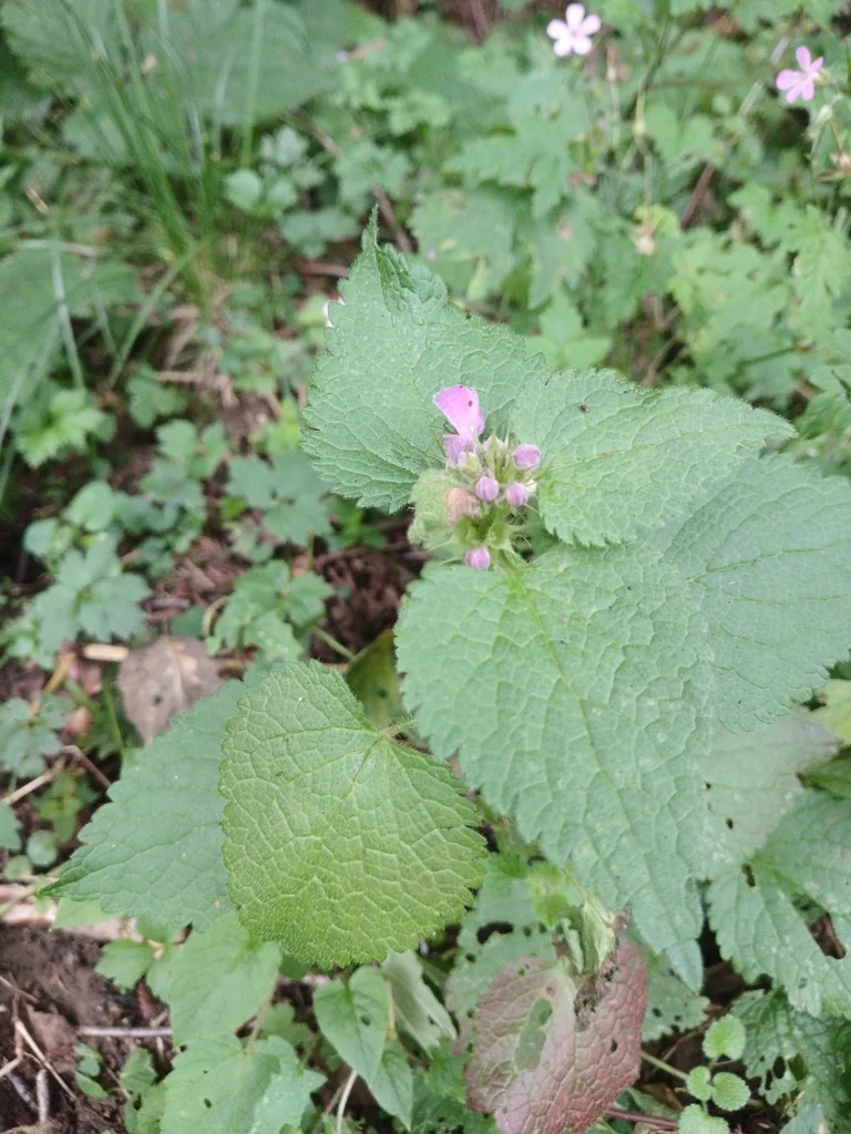 Lamium maculatum