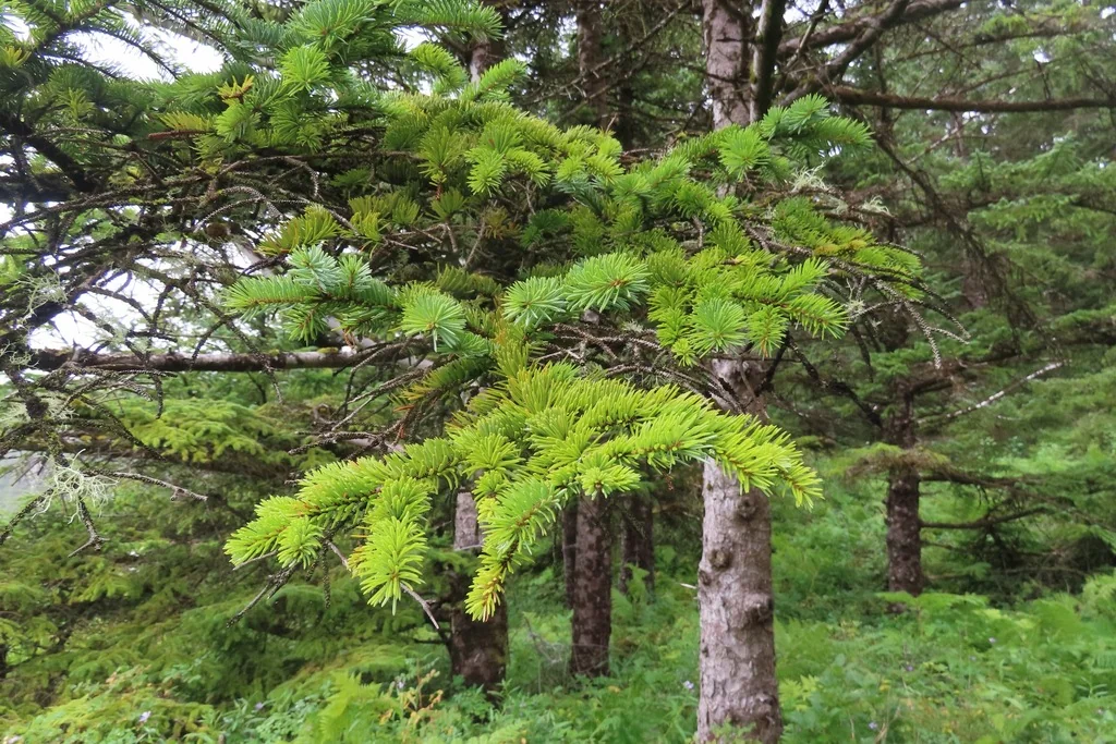 Picea Sitchensis