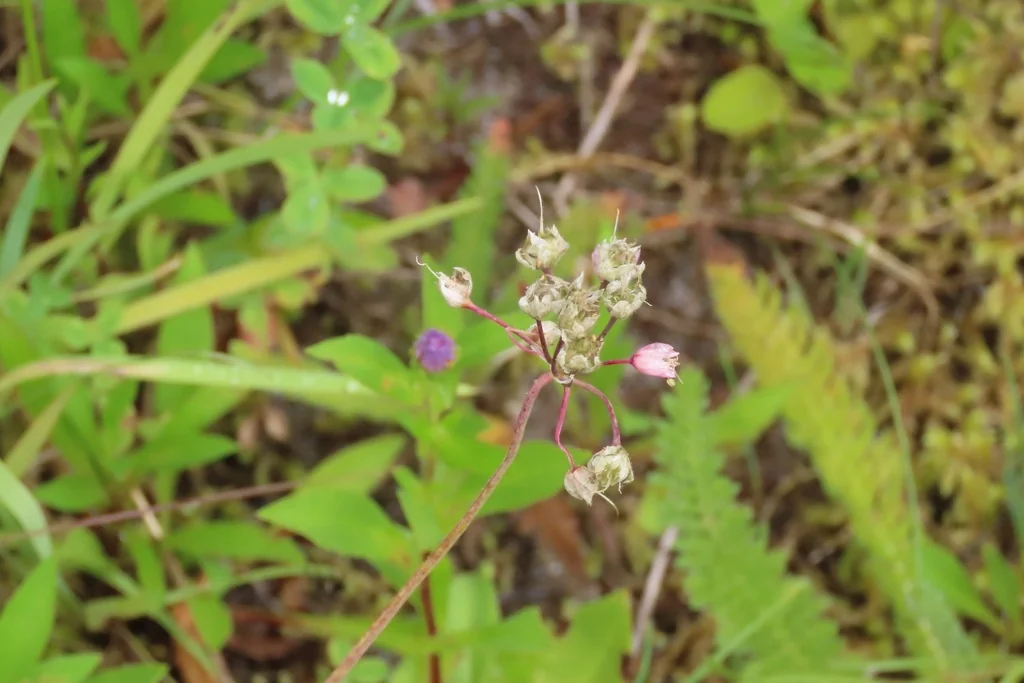 Allium Cernuum