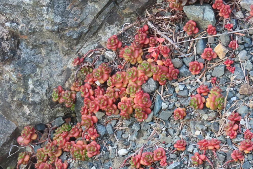 Sedum Oreganum
