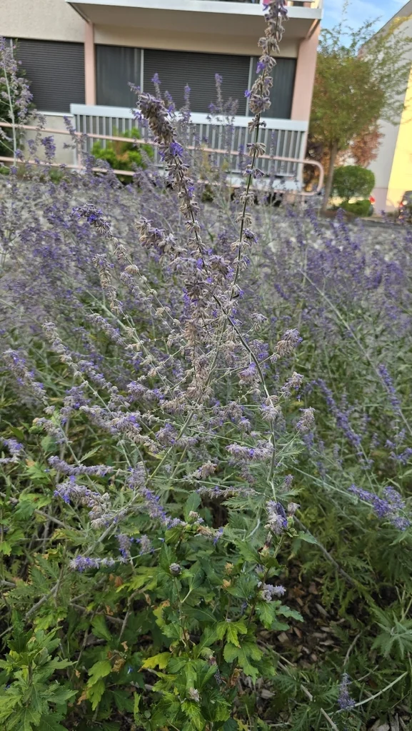 Perovskia atriplicifolia