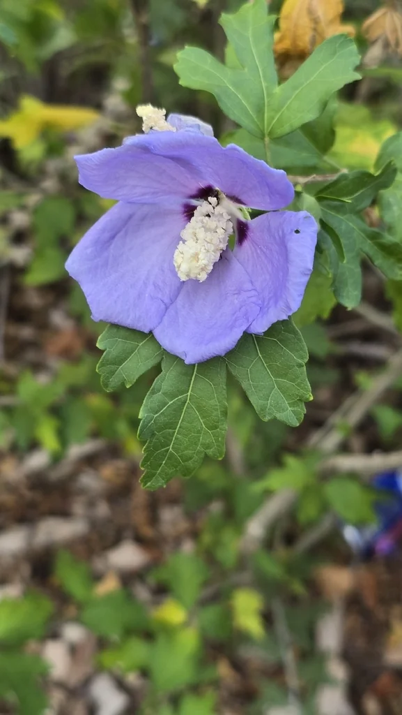 Hibiscus syriacus