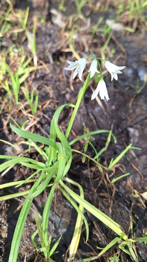 Allium Triquetrum