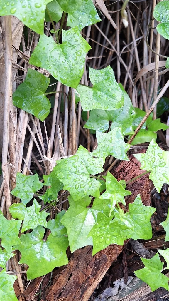 Senecio Confusus