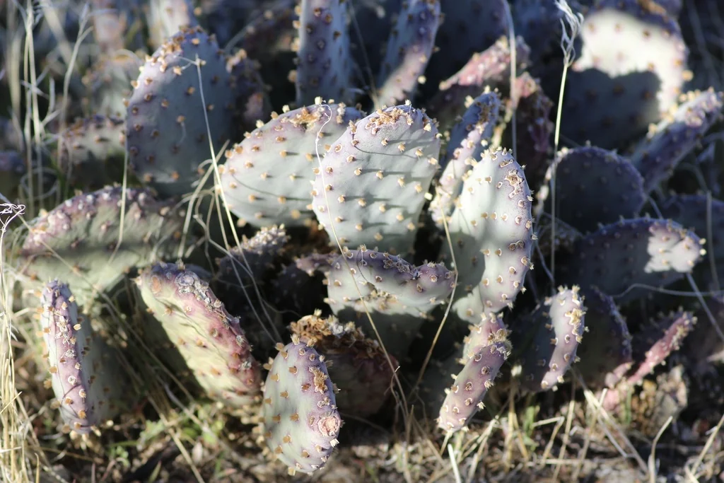 Opuntia Basilaris