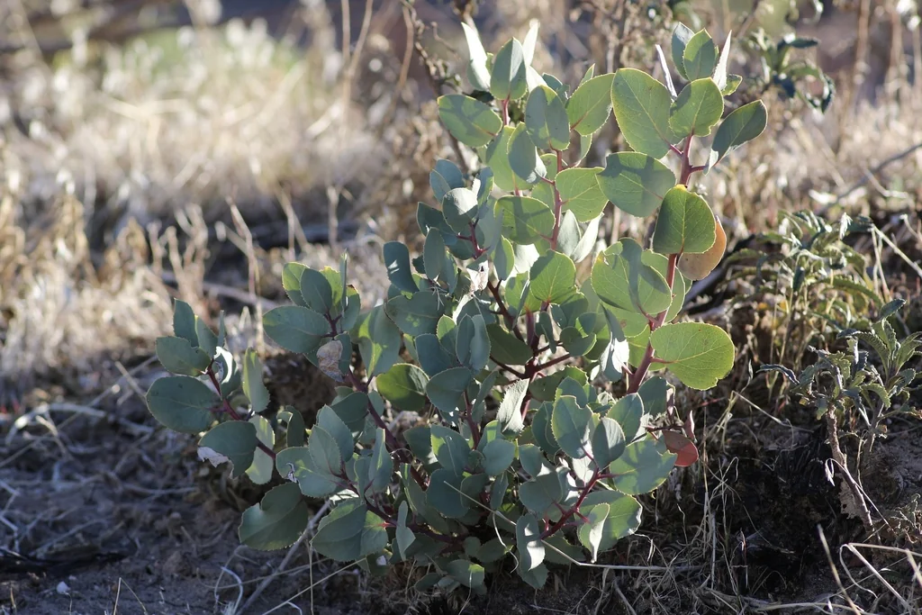 Arctostaphylos Glauca