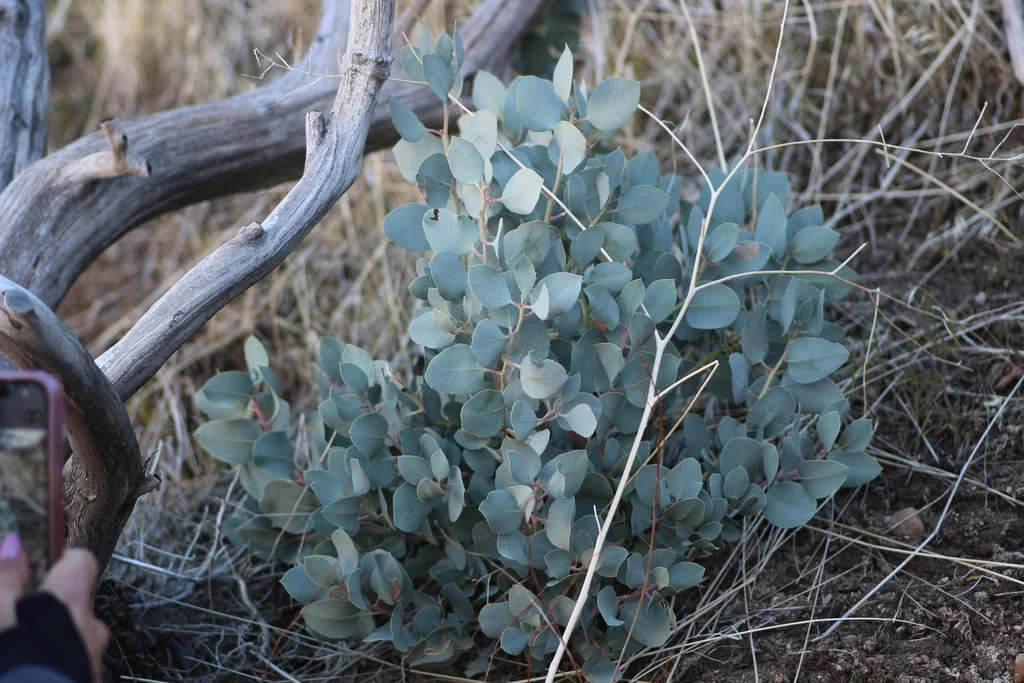 Arctostaphylos Glauca