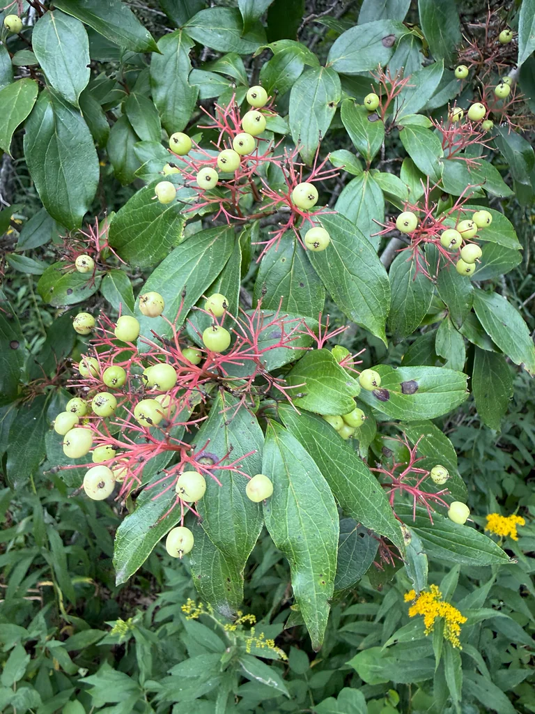 Cornus Racemosa