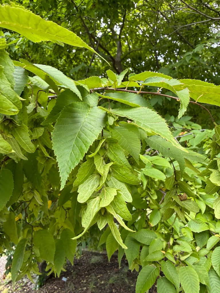 Carpinus Caroliniana