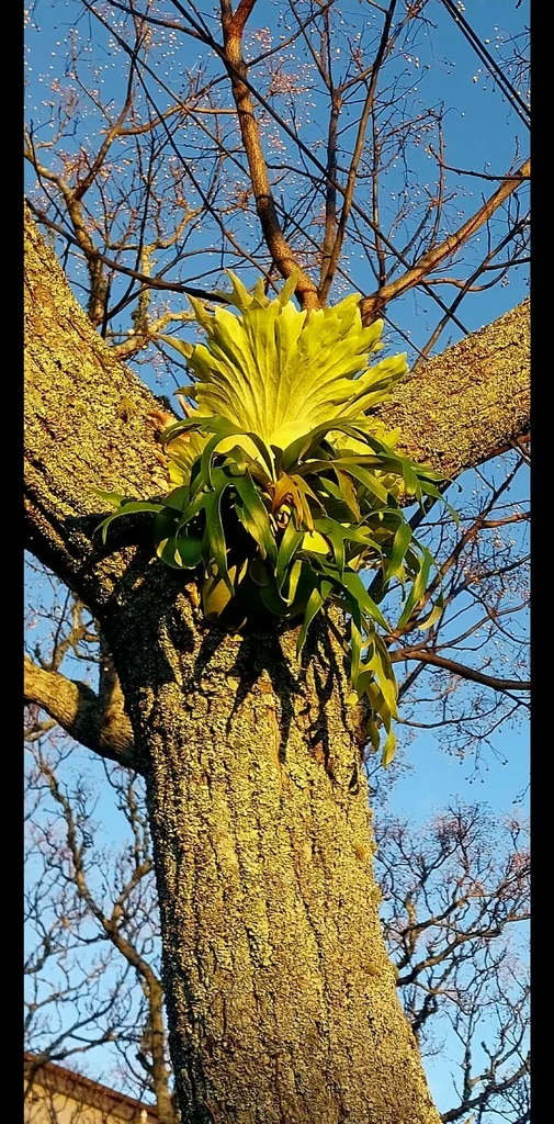 Platycerium bifurcatum
