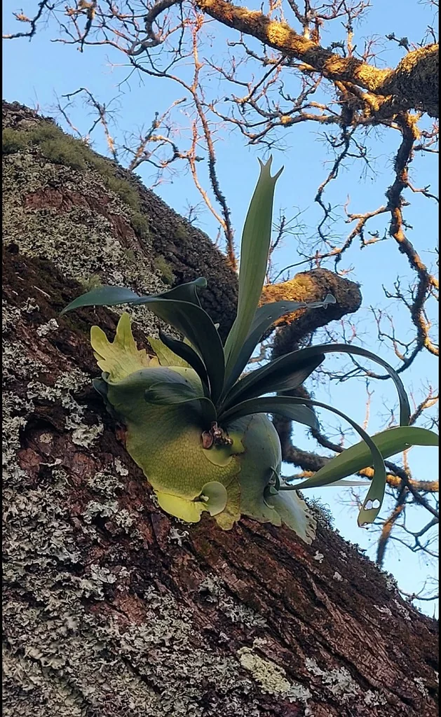 Platycerium bifurcatum