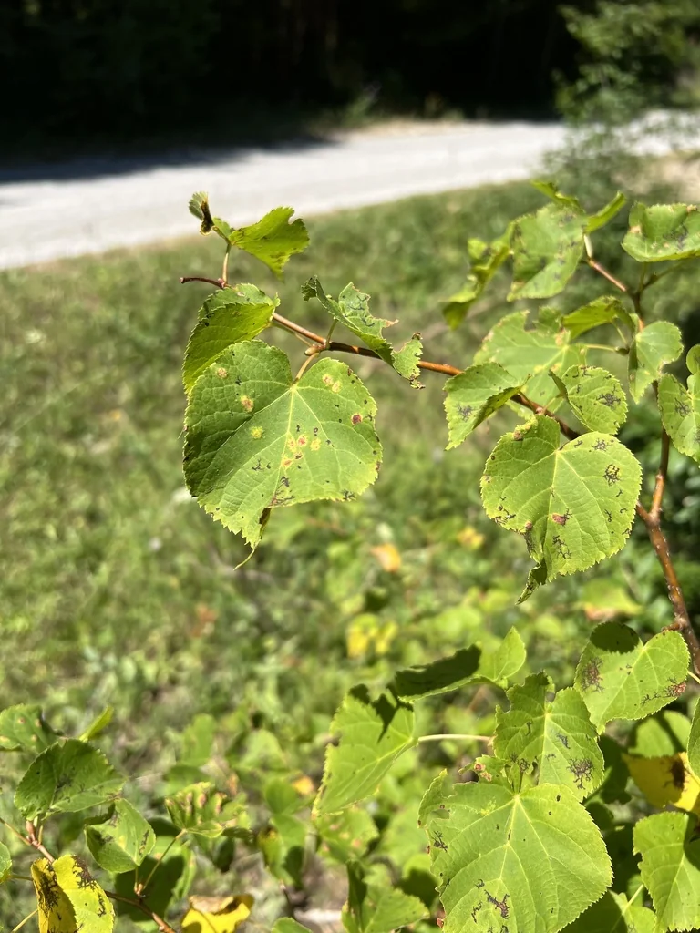 Tilia Cordata