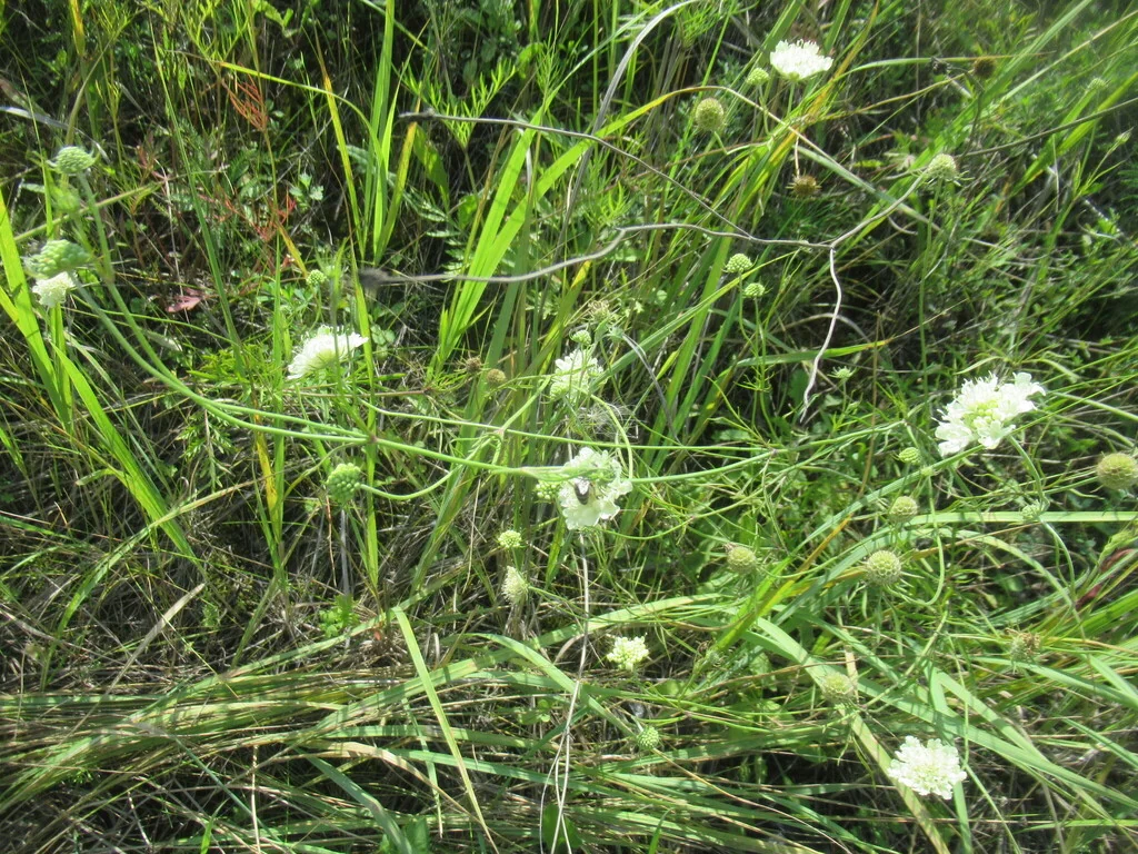 Scabiosa Ochroleuca