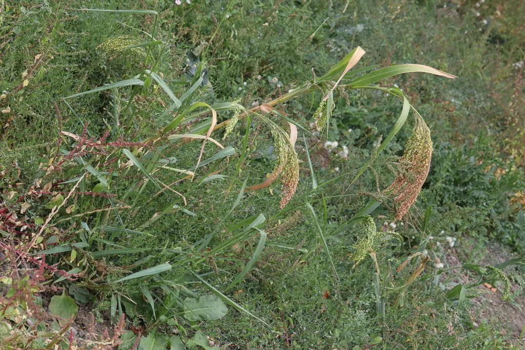 Panicum Miliaceum