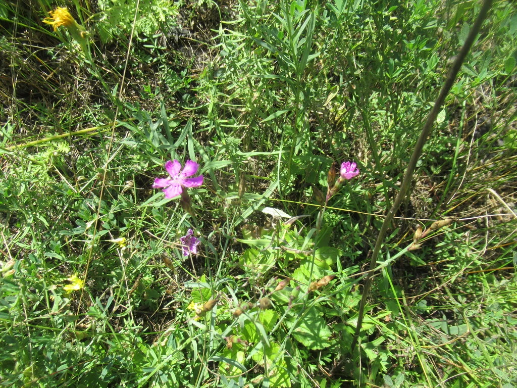 Dianthus Chinensis
