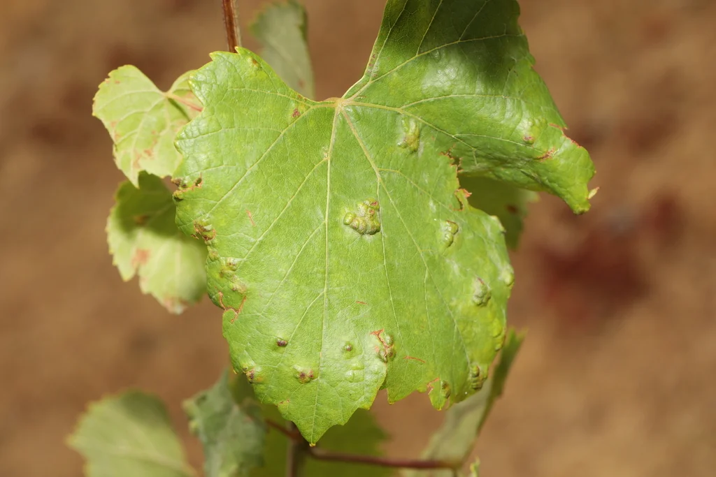 Vitis Vinifera