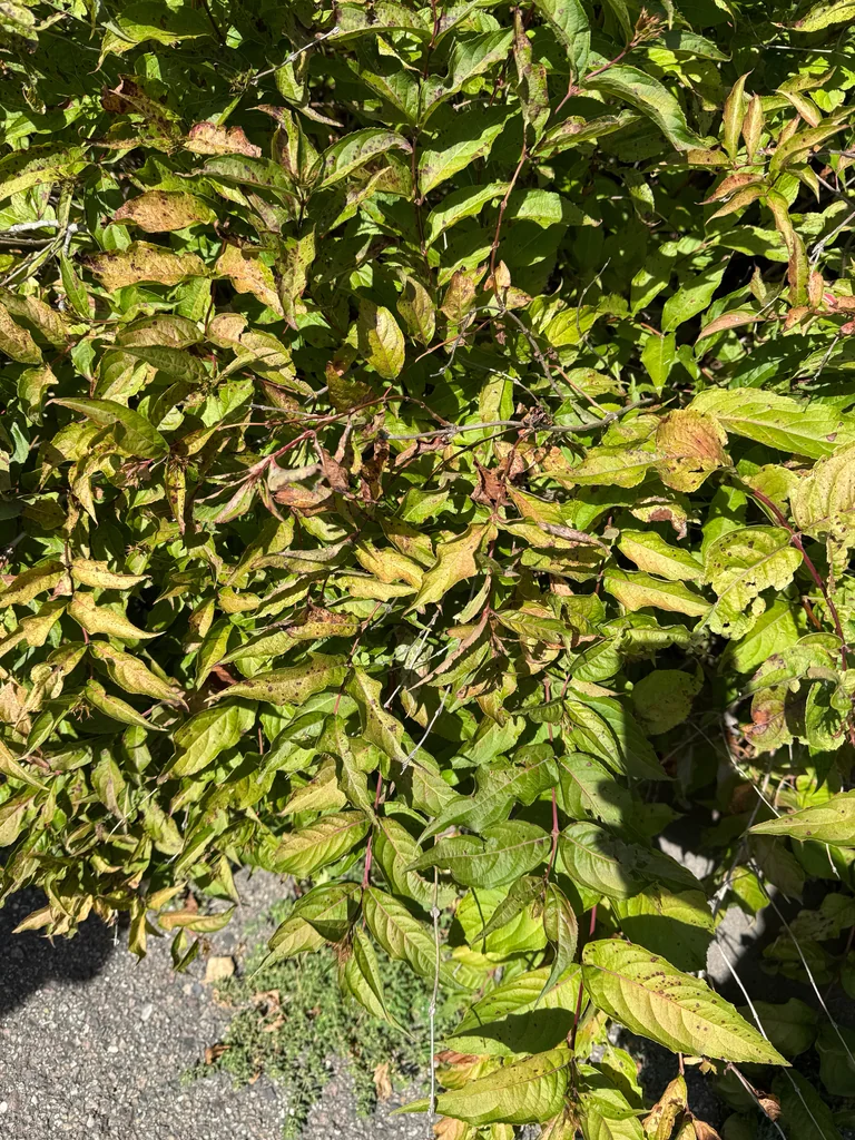 Diervilla Lonicera