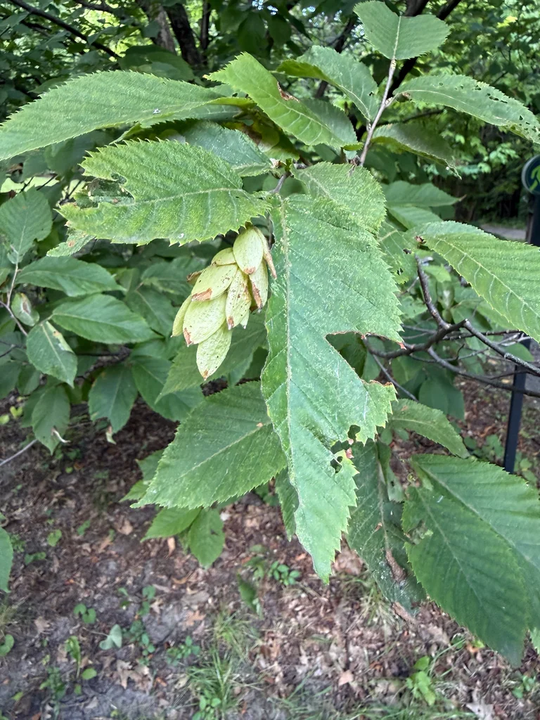 Ostrya Virginiana