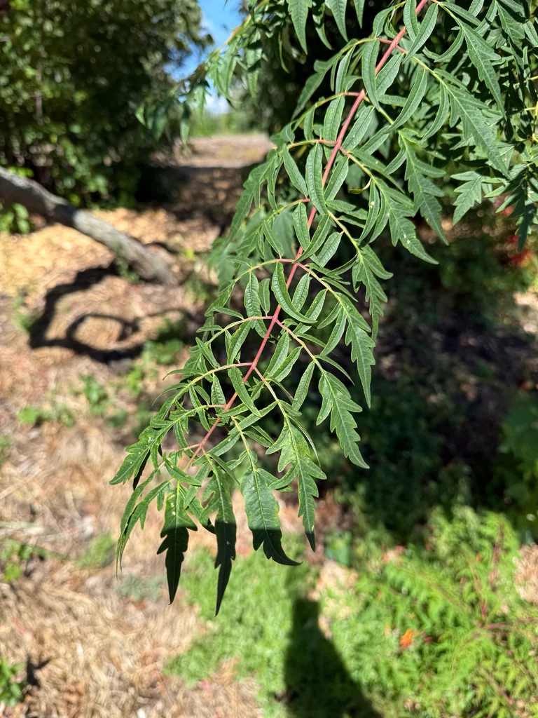 Rhus Glabra