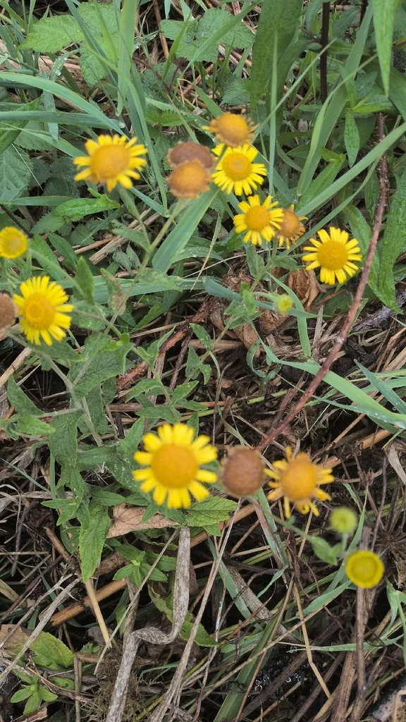Anthemis Tinctoria