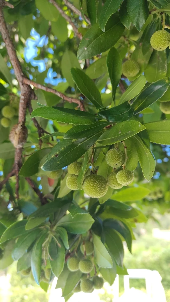Arbutus Unedo